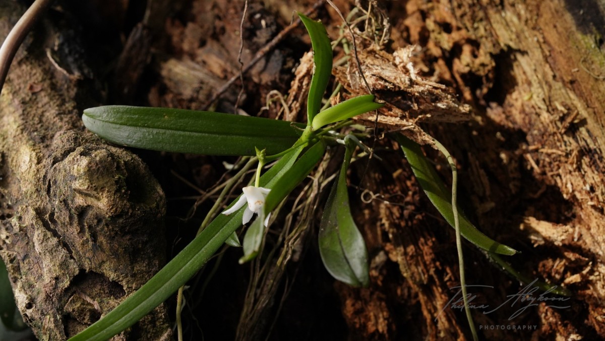 Thrixspermum pulchellum (Thwaites) Schltr.
